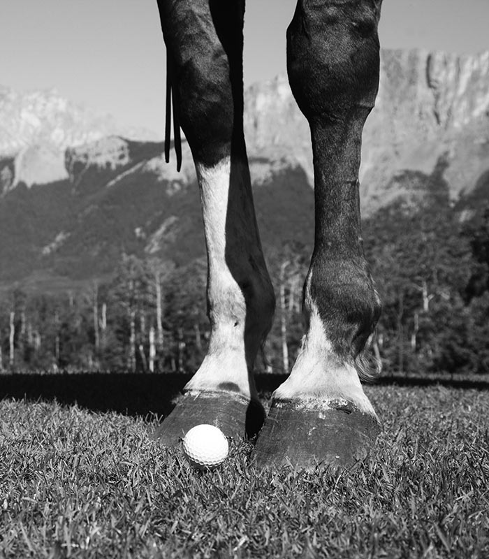 Brewster’s Golf, Kananaskis Ranch - a horse next to a golf ball